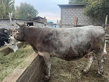 продам коров: Продаю | Корова (самка) | Швицкая | Для молока — 4