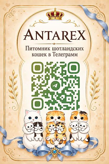 Продажа кошек: Скотиш Фолд (Шотландская вислоухая), 2 месяца, Девочка, Белый, Приучена к лотку — 6