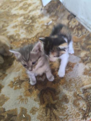 коты бесплатные: Котята домашние, помёт разноокрасочный: - Серый тигровый (tabby) с — 1