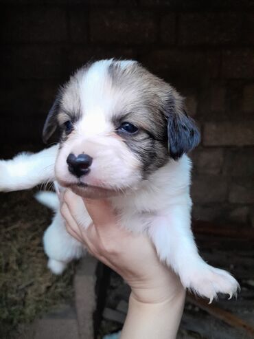 İtlər: Zvonok, 1 ay, Dişi, Ünvandan götürmə — 6