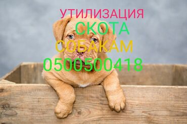 продаю дакан птиц: Куплю | Коровы, быки, Лошади, кони | Круглосуточно, Любое состояние, Самовывоз