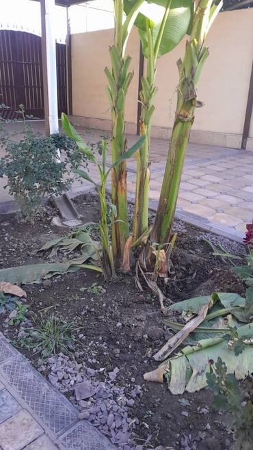 стебли кукурузы: Бананы Самовывоз