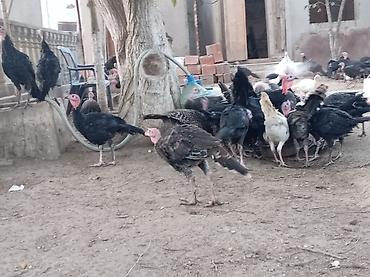 hind guşu: Məhsul: Hind toyuqları. Amerikan sortu Təsvir: - Açıq həyətdə — 5