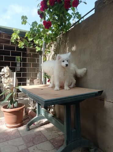 İtlər: Samoyed, 5 ay, Erkek