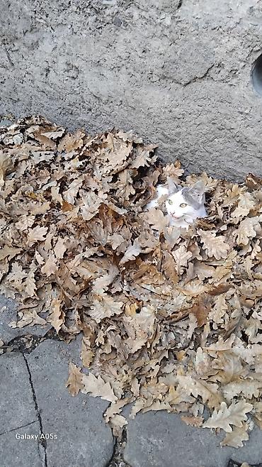 Майрамдык товарлар: Котёнок, крысолов .очень домашний, - Натуральные дубовые листья — 2