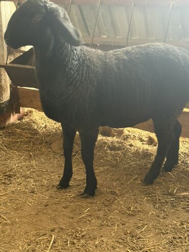Бараны, овцы: Продаю | Овца (самка) | Для разведения — 2