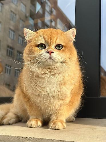 Продажа кошек: Британская короткошёрстная, 10 месяцев, Мальчик, Золотая шиншилла — 6