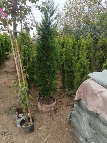 Landşaft işləri: Dekarativ bitgilerin satişi
xan cinar
ekvalit
zeytun — 13