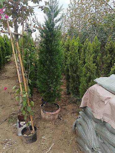 Torf: Torf narin balaken — 5