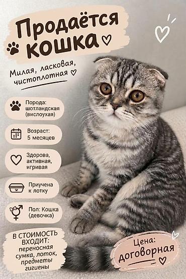 табби: Скотиш Фолд (Шотландская вислоухая), 5 месяцев, Девочка — 1