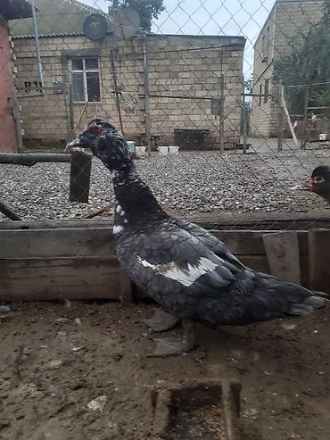 lal ordəy: Erkək, | Macar, Damazlıq, Ünvandan götürmə — 10