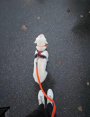 выгул собаки: Выгул вашей собачки, в полной заботе и нежности! 🐶❤️ выгул собак в — 2