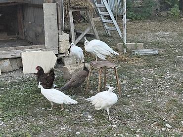 Tovuz quşları: Tovuzquşu balaları - Ağcabədi rayonunda yerləşir. - cütü 150 azndir -da lalafo.az — 18 Tovuz quşları: Tovuzquşu balaları - Ağcabədi rayonunda yerləşir. - cütü 150 azndir — 18