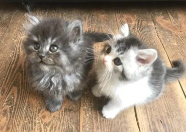 şinşila pişik satılır: Fars, Erkək