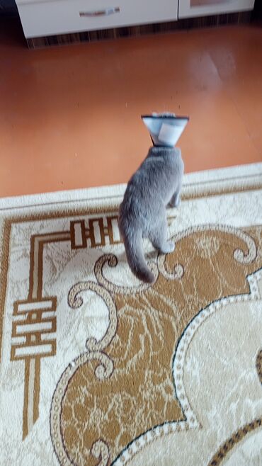 Pişiklər: Britan yastı qulaq, Erkək, Dişi, Yaxşı əllərə, Ünvandan götürmə, Pulsuz çatdırılma, Ödənişli çatdırılma — 42