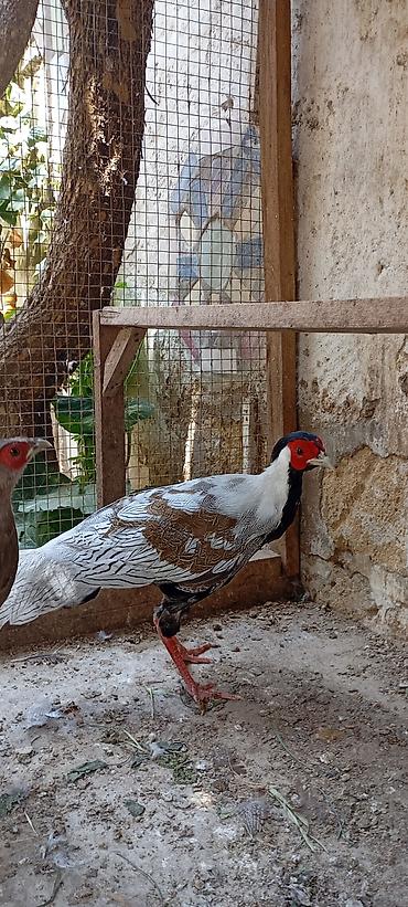 ağ quyruq ağlıca: Gümüş Fazan cütü - Növ: Gümüş fazan (Silver Pheasant), 1 erkək və 1 — 1