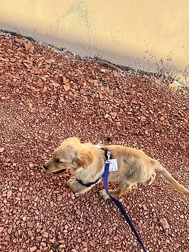 balaca it cinsi: Salam qizili temiz qan 3 ayliq erkek golden retriever peyvend — 3
