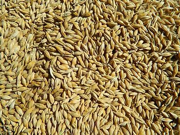 Ячмень на продажу. - Качество хорошее: чистое, ровное зерно, без