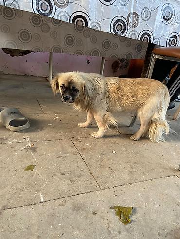it pekines: Pekines, 2 il, Dişi, Ünvandan götürmə — 3