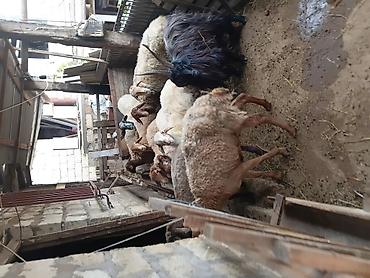 simental buzov satisi: Qurbanlıq və damazlıq üçün qoyun-keçi sürüsü - Növ: yerli qoyunlar və — 3