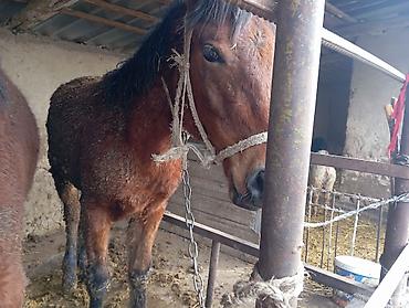 Лошади, кони: Продаю | Жеребец | Для разведения — 10