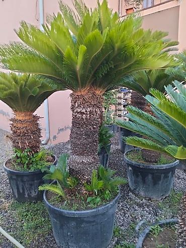 finiks palma: Saqo palması (Cycas revoluta) – iri plastik dibçəklərdə - Dekorativ — 3