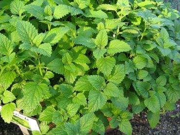 пленка мульча: Меллисса (мята), продаю кустиками
