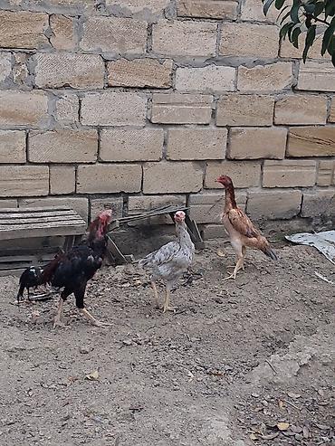 heyrati gence: Real alicilar narahat etsin xaiw — 10
