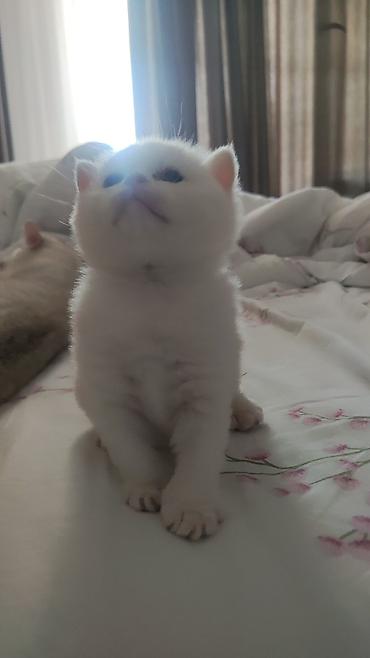 цыплята простые: Котята от красивых родителей. Британские короткошерстные. Готовы к — 4