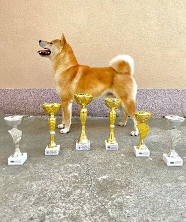 Psi: Stenci su starosti 2,3 i 4,5 meseca. Imamo 16 stenadi u ponudi, sa — 8