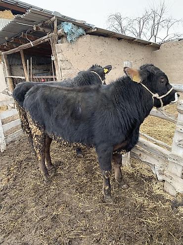 Коровы, быки: Продаю | Бык (самец), Музоо, торпок | Ангус, Абердин-ангус | На откорм, На забой — 10