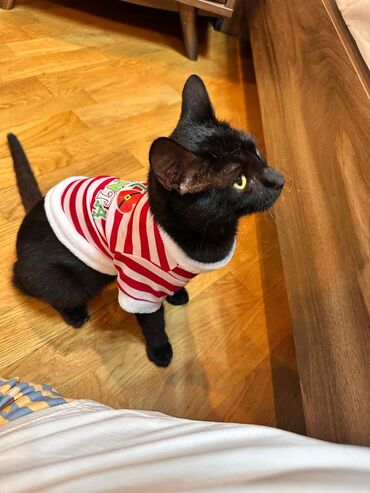 Pişiklər: Britan, Erkək, Dişi, Yaxşı əllərə, Ünvandan götürmə, Ödənişli çatdırılma — 7