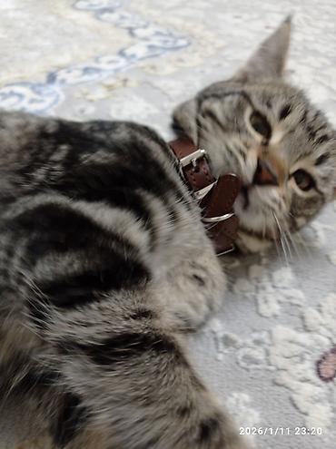 потерялся кот объявление: Кошка даром: Беспородная, 10 месяцев, Девочка, Кастрирована, Метис, Приучена к лотку — 4