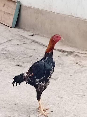 Куры, петухи: Продаю | Куры | Бойцовая | Для разведения — 1