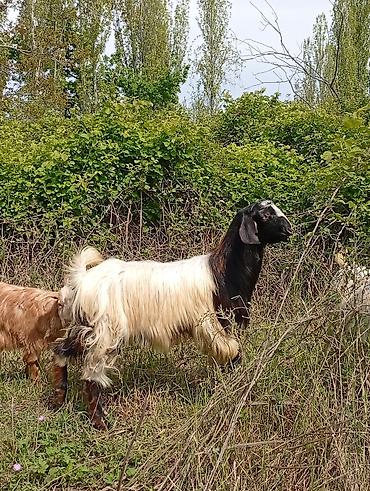 Keçilər, çəpişlər: Salam keçilər kom satılır.Cəmi 8 başdır. 1 ədəd hələbdən dönmə 1 — 4