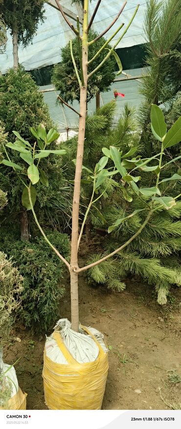 Декоративные деревья: Саженцы деревьев: Магнолии — 8