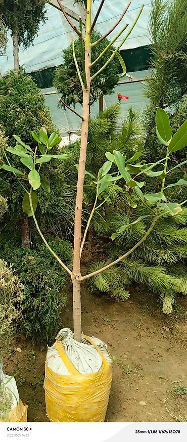 Газон: САЖЕНЦЫ САМШИТЫ саженцы кустарников саженцы магнолии саженцы олеандра at lalafo.kg — 12 Газон: САЖЕНЦЫ САМШИТЫ саженцы кустарников саженцы магнолии саженцы олеандра — 12