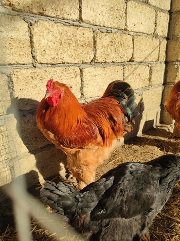 Xoruzlar: Xoruz, Brama, il: <1, Ünvandan götürmə — 3