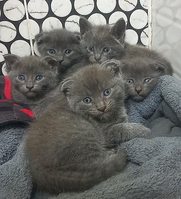 Скотиш Фолд (Шотландская вислоухая), 1 месяц, Мальчик, Серый, Приучена к лотку