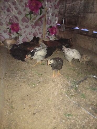 Digər quşlar: Salam aleykum cucələr satılır 14 böyük 7 xirda xirdalar 1 ayliq