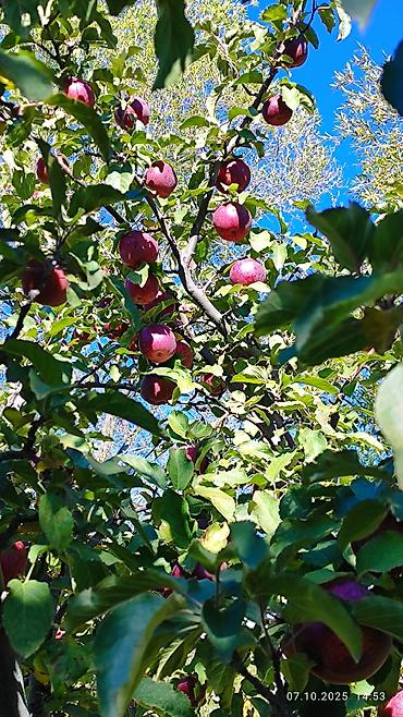 Продажа сельхоз предприятий: Питомник растений, 25 соток, Действующий, Частично с оборудованием, Без коммуникаций — 5