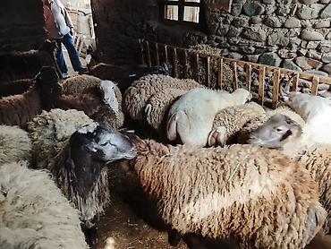 anqus dana satışı: Gəncədə toya nişana qurbanlıq üçün hər cür quzularimiz var yaxşı — 4