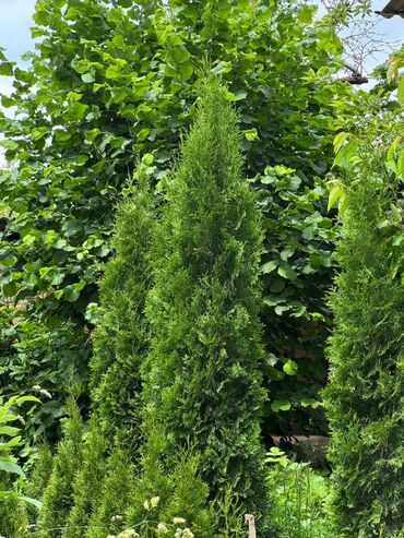 Декоративные цветы: 🌿 Сапаттуу көчөттөр Ноокаттан! Европадан алып келинип, өзүбүздүн — 11