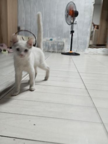 белая крыса: Кошка даром: Беспородная, 3 месяца, Мальчик, Приучена к лотку — 2