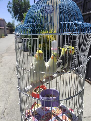 Tutuquşları: Korella Karella tutuqusu papuqay sevgi quşu nerazlucnik valnist 14 — 25