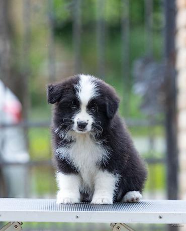 lepi psi: Na prodaju 9 šteneta Border Collie, iz dva različita legla. - Jedno — 1