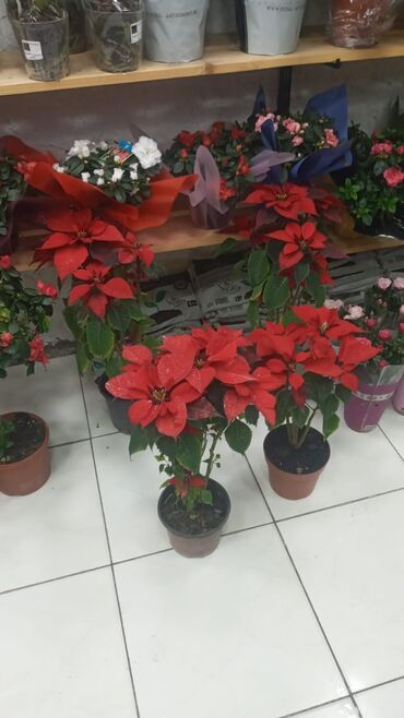 Şitillər: Gül satsi Vathcapa yazın isdediyniz gülü ünvanda catraq Otaq gülleri — 7