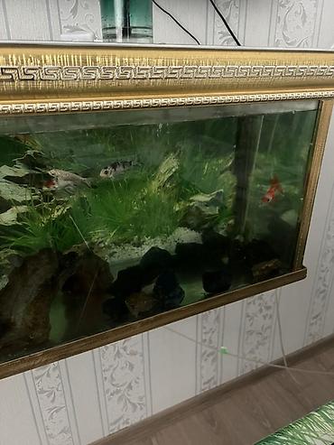 Akvariumlar: Divar tipli akvarium komplekti - Ölçü: iri ölçülü, divara bərkidilən — 1