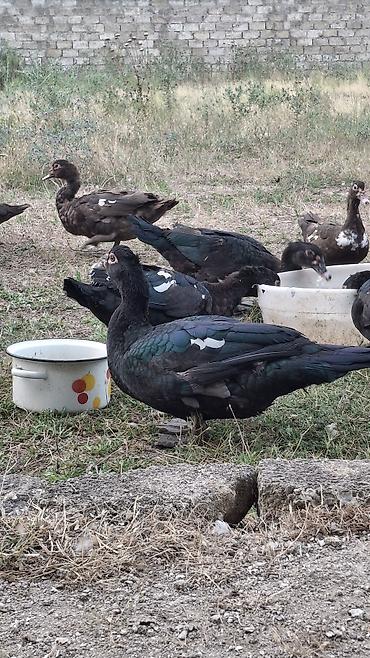 K/t heyvanları və malları: Erkək, | Macar, Damazlıq, Ünvandan götürmə — 4