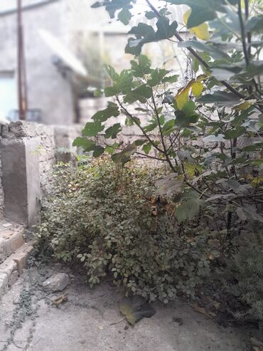 Çöl bitkiləri: Zabrat 2 stansiyasına yaxındir. sənəd kupça avtobus dayanacağına — 1